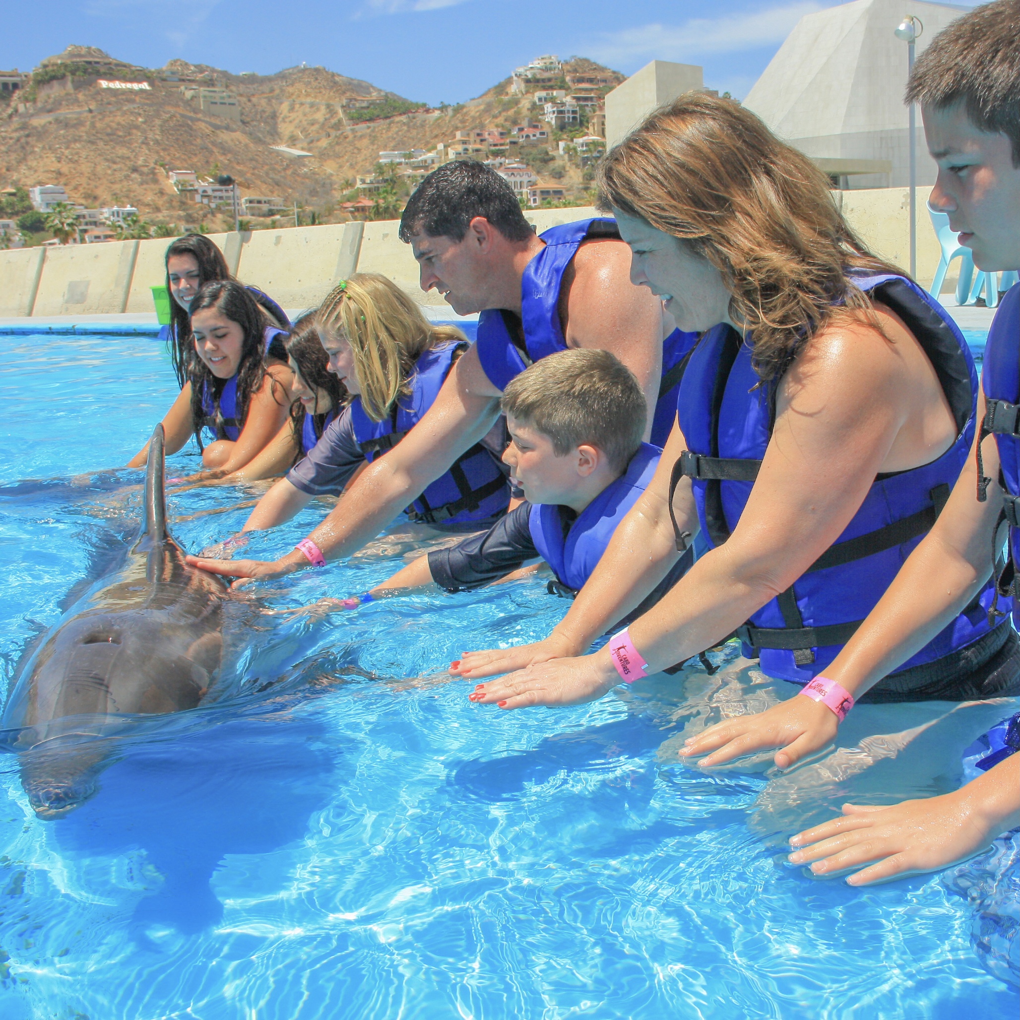 Dolphin Family Encounter
