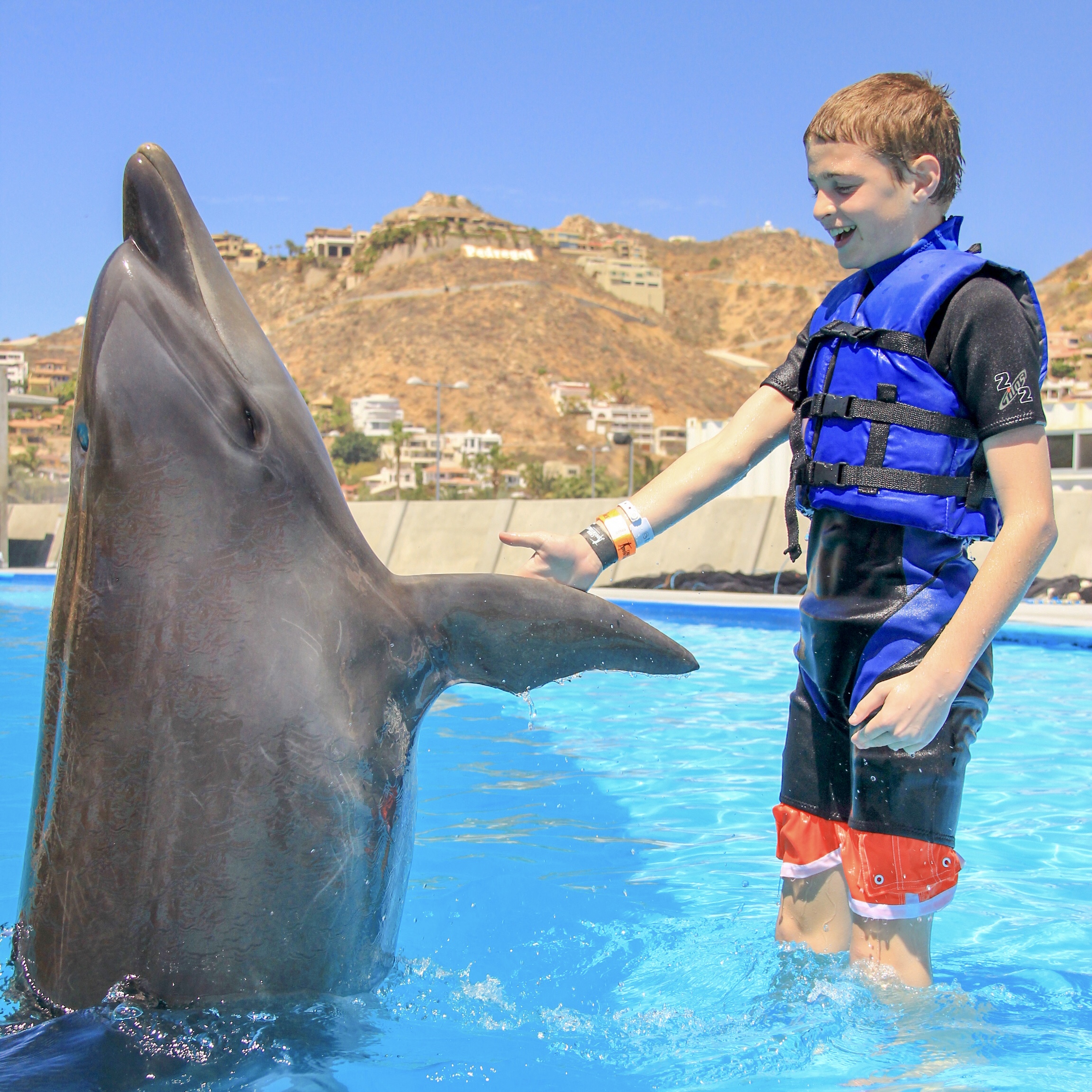 Dolphin Family Encounter