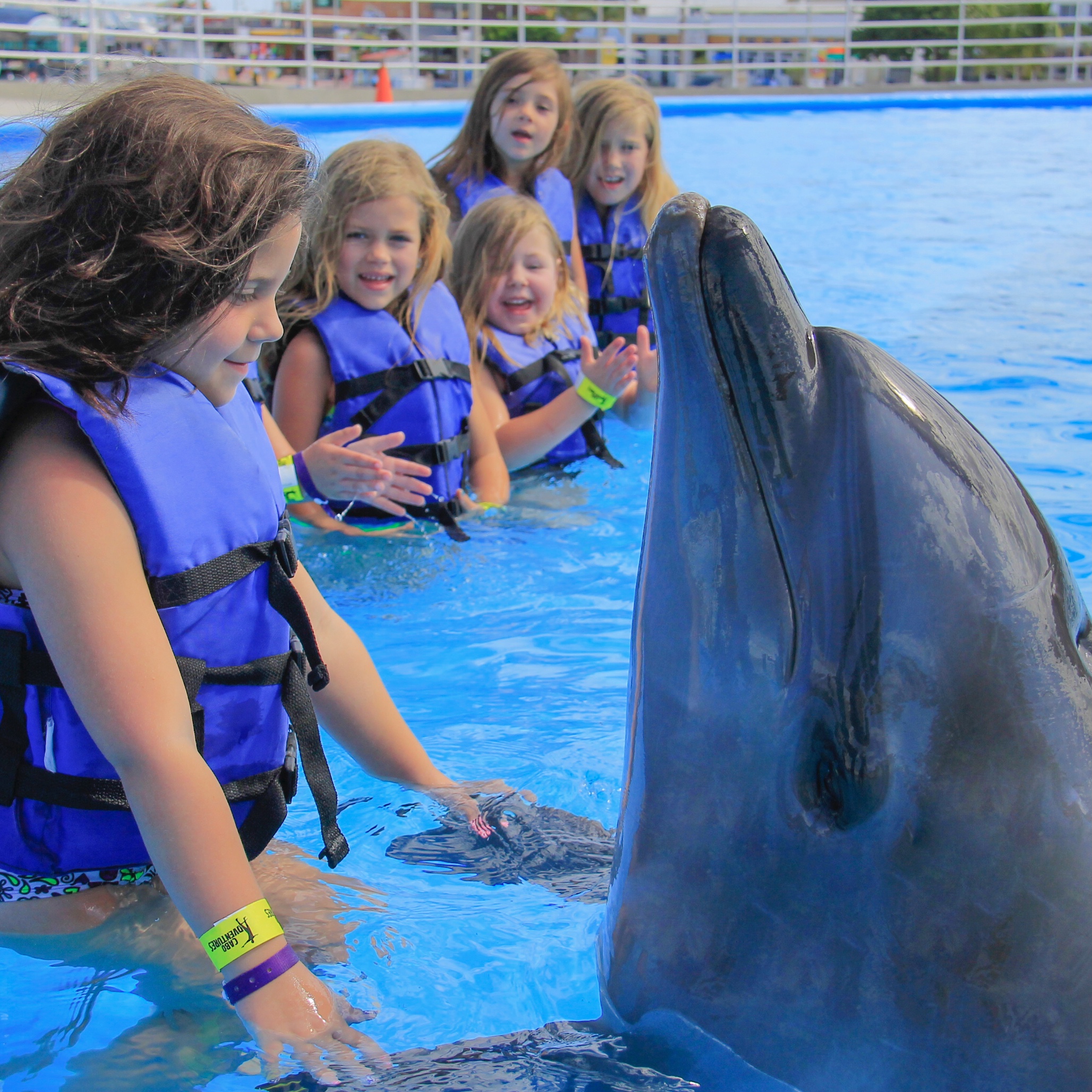 Dolphin Kids